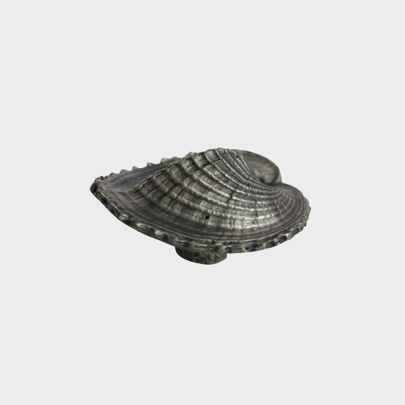 Pewter